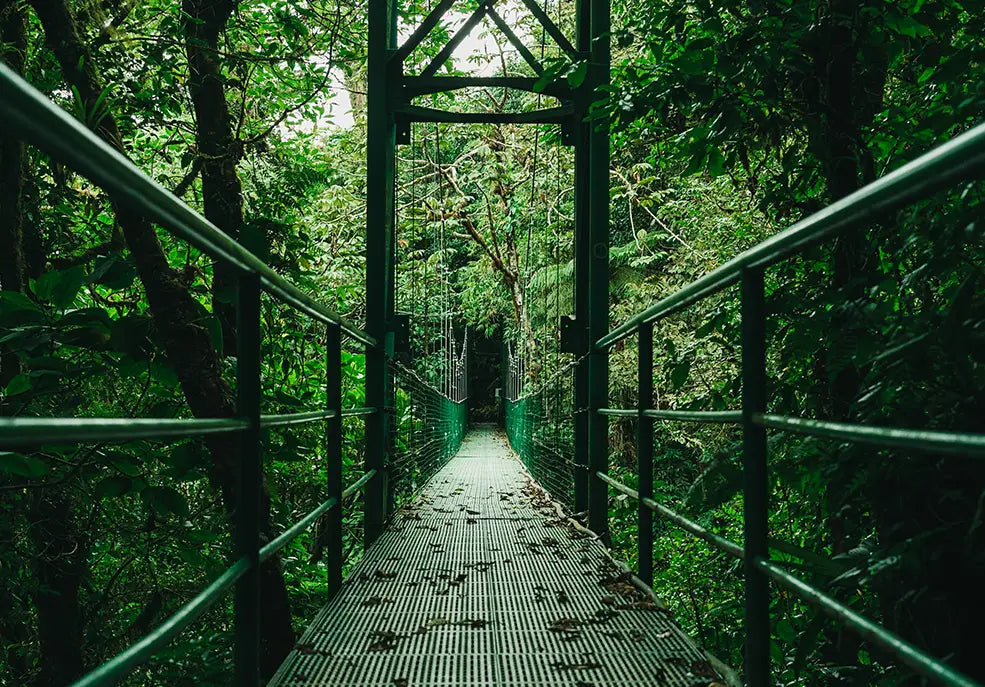 ESCAPE TO COSTA RICA: MONTEVERDE