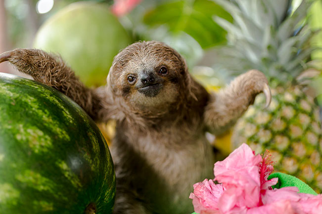 INTERNATIONAL SLOTH DAY