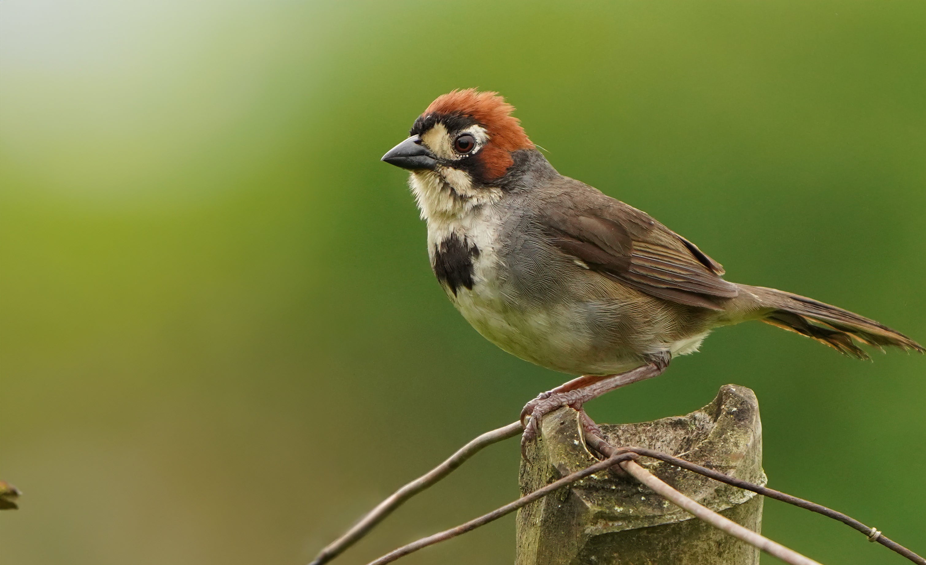 The Pinzón Cafetalero — Costa Rica's Quiet Coffee Guardian