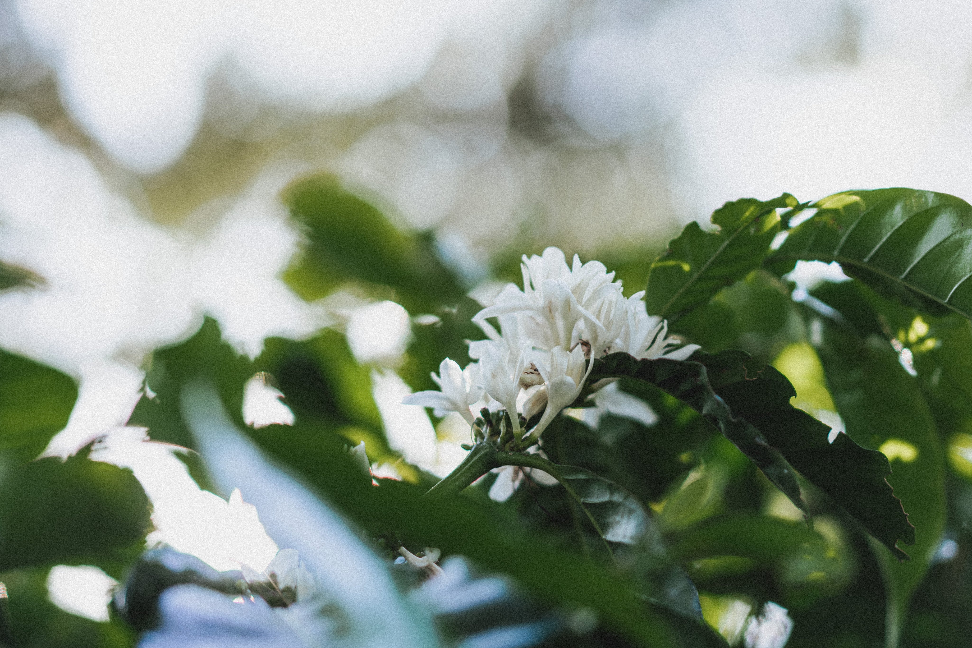 The Coffee Blossom: Where Every Cup Begins