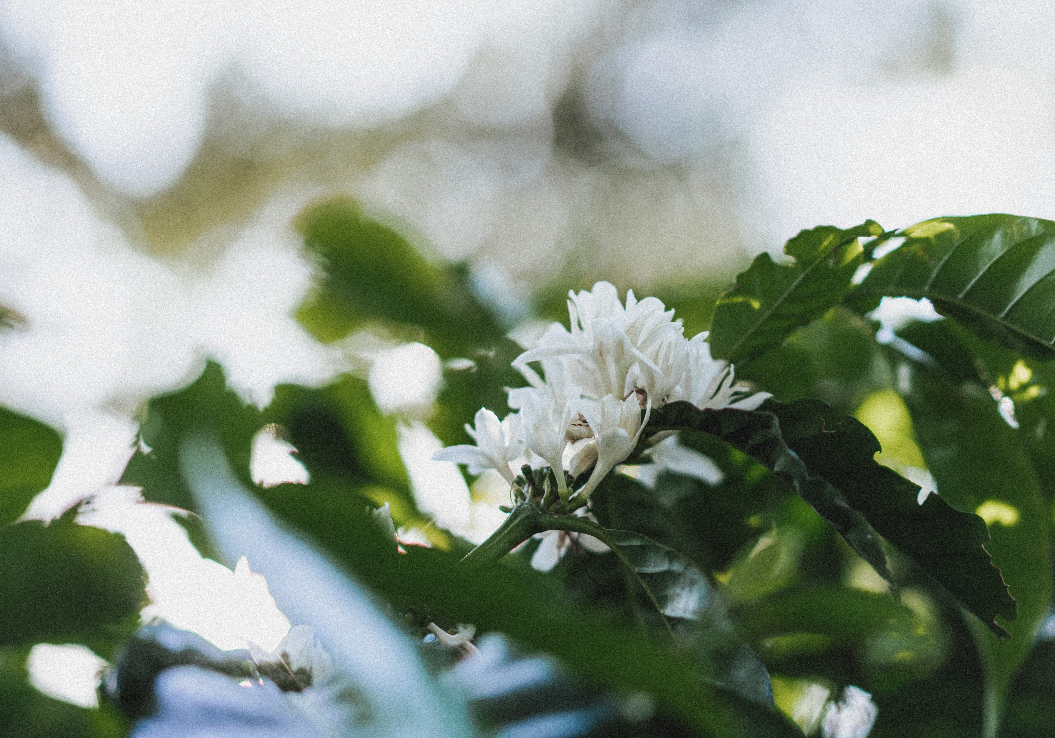 The Coffee Blossom: Where Every Cup Begins