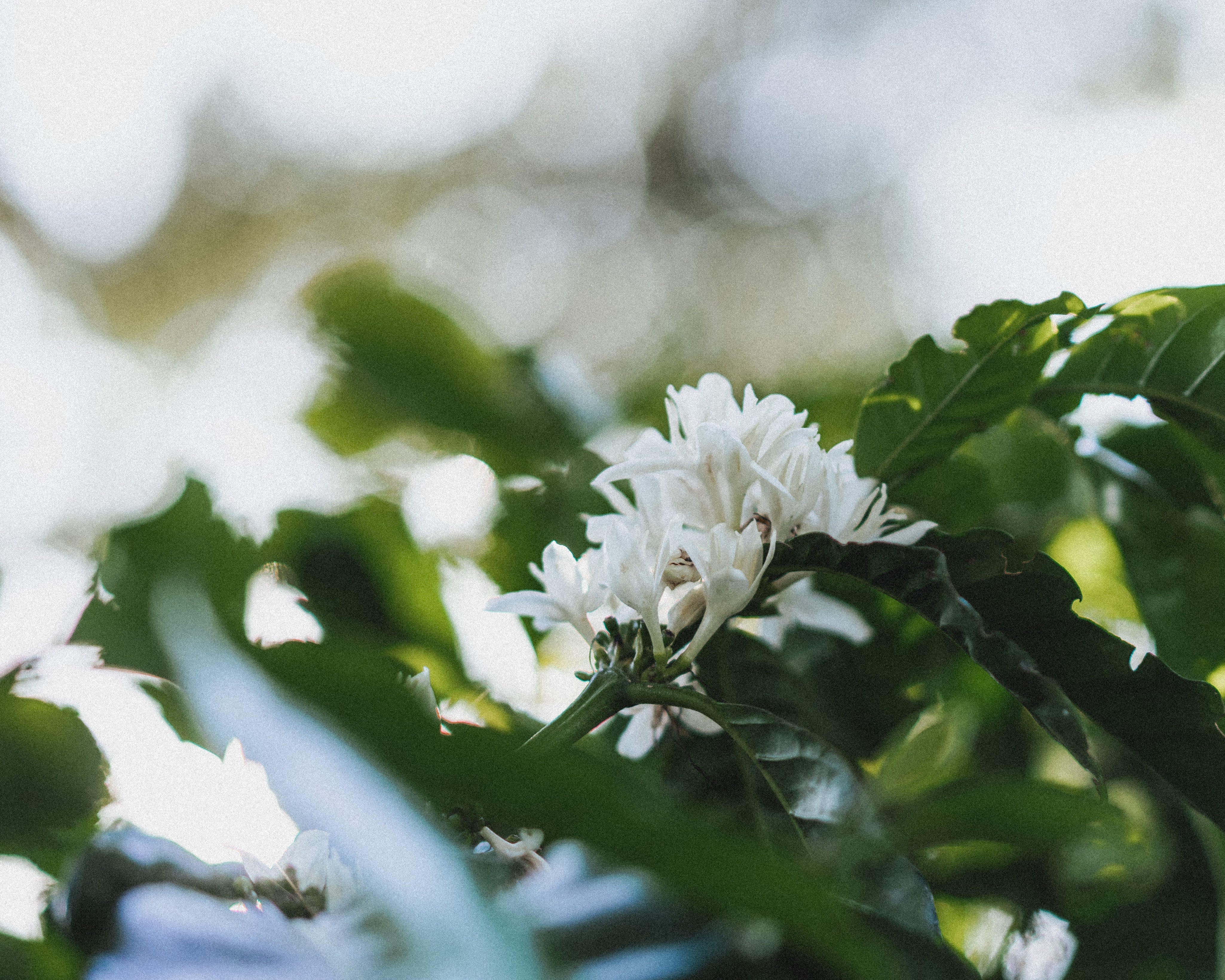 The Coffee Blossom: Where Every Cup Begins