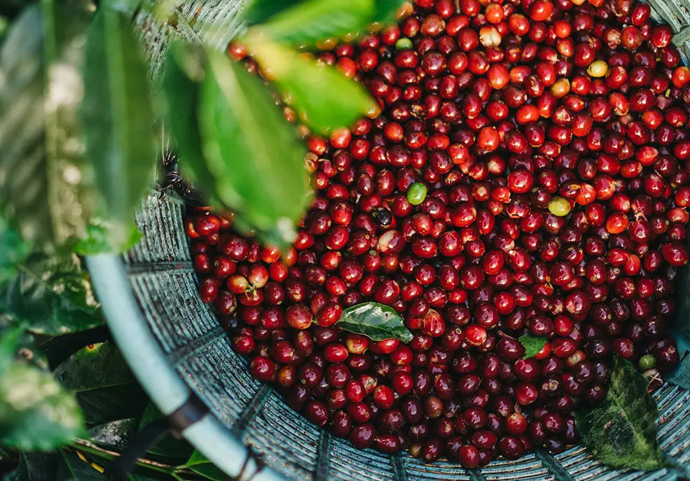5 REASONS WHY COSTA RICAN COFFEE IS THE BEST