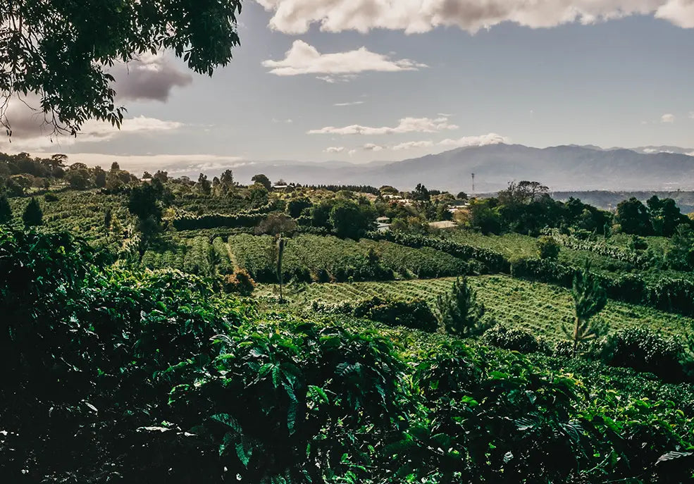 8 COSTA RICAN COFFEE REGIONS