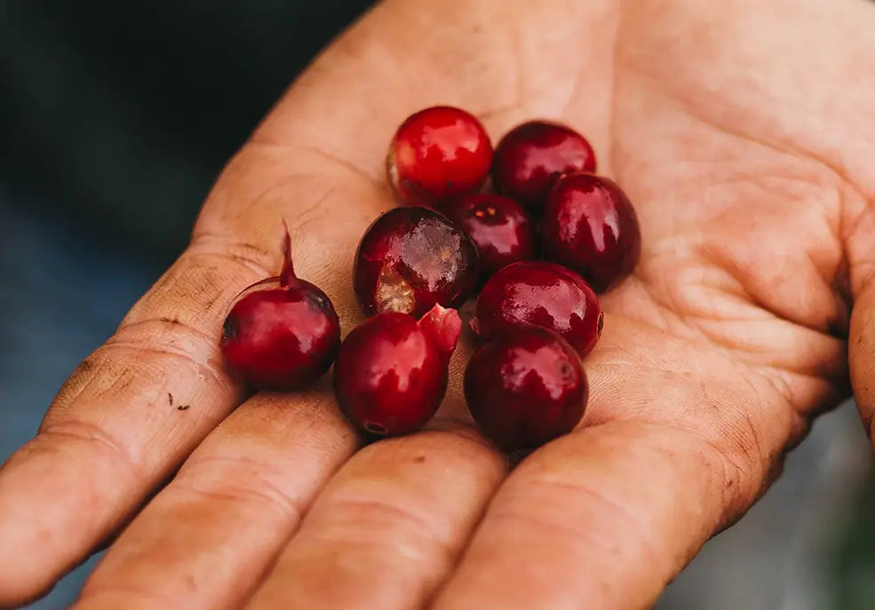 COFFEE, A NATIONAL SYMBOL OF COSTA RICA