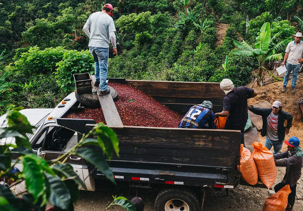 A LOOK INTO THE TARRAZÚ COFFEE REGION