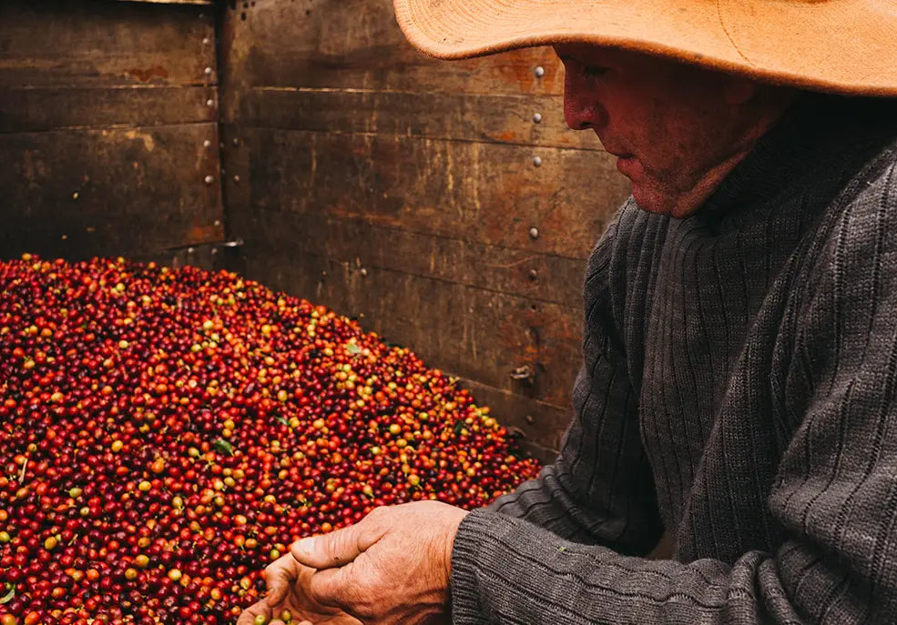 COSTA RICAN COFFEE JOURNEY