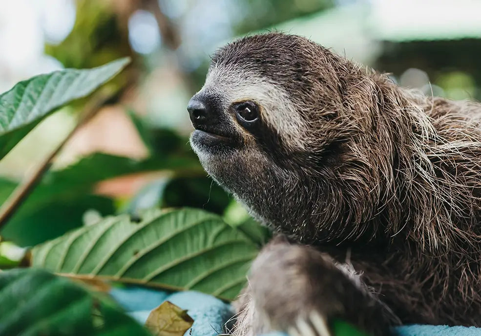 HÁBITAT UPDATE: SLOTH RELEASE