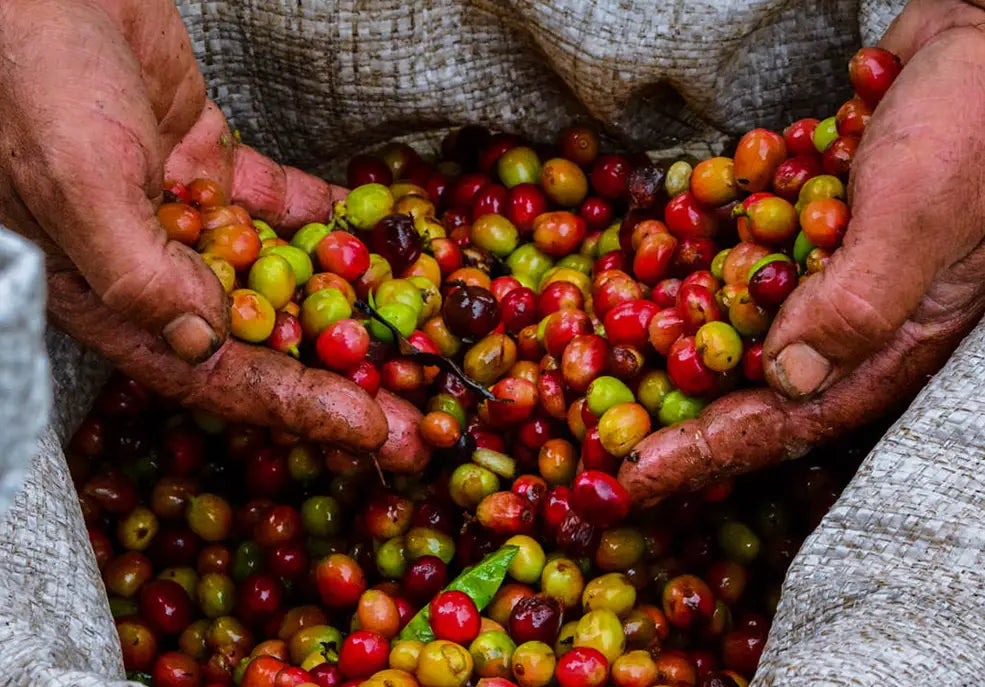 IT’S HARVEST SEASON IN COSTA RICA