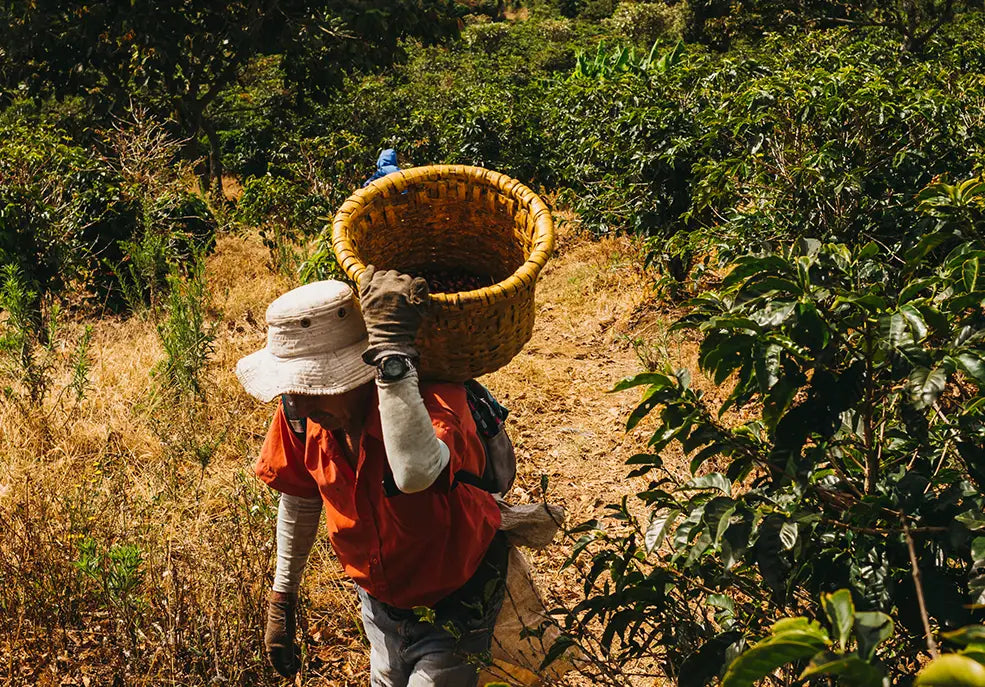 NAVIGATE A COFFEE PLANTATION LIKE A PRO