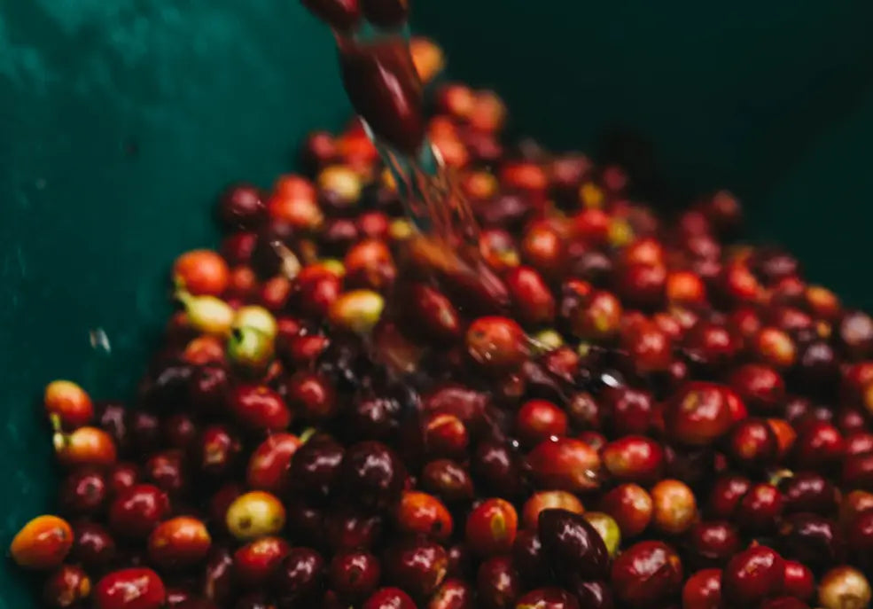 NOT ALL YOUR COFFEE CHERRIES ARE RED