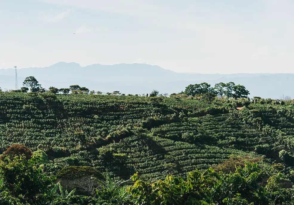 WHAT’S IN A COFFEE FARM?