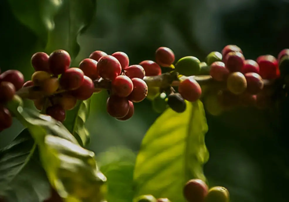 WHAT'S THE DIFFERENCE BETWEEN COFFEES?