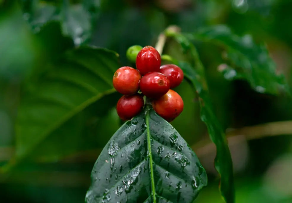 SEE WHY COSTA RICA-GROWN ARABICA BEANS MAKE THE BEST COFFEE