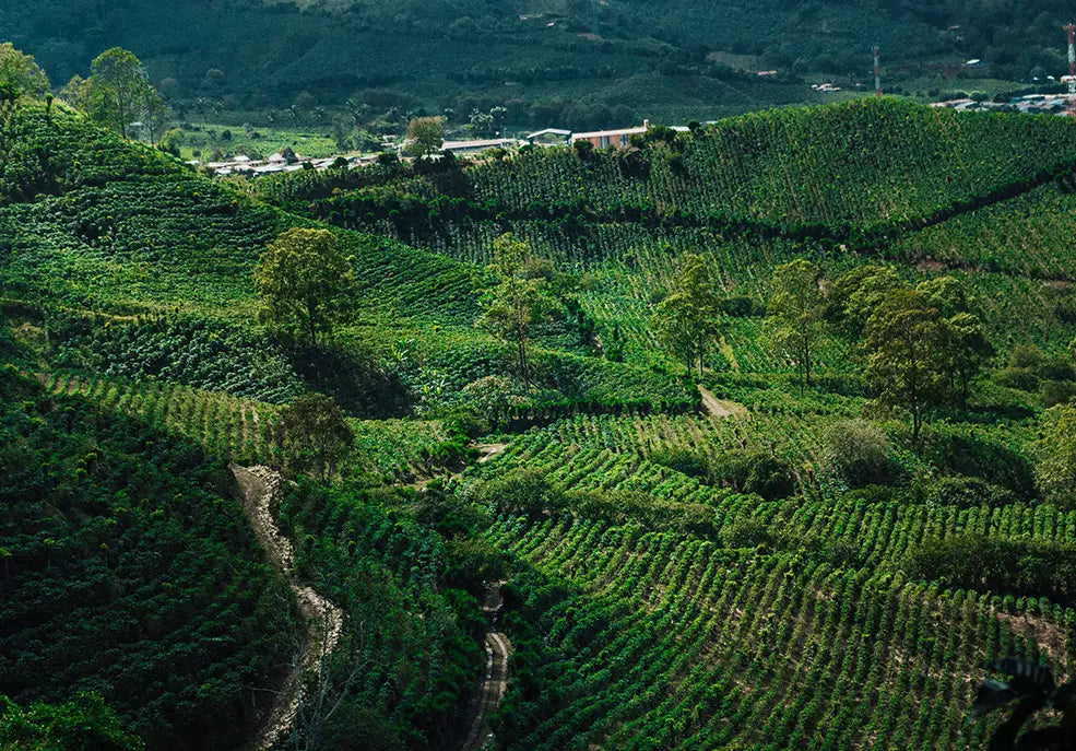 WHY DOES COSTA RICA GROW COFFEE?