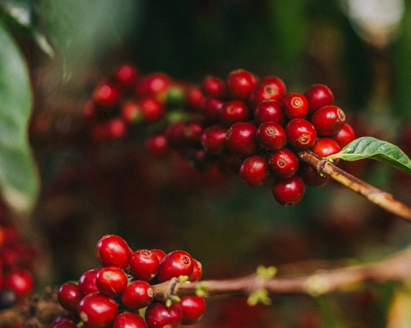 Coffee in a Changing Climate: Protecting the Origin