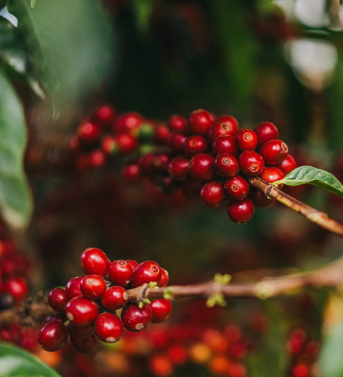 Coffee in a Changing Climate: Protecting the Origin