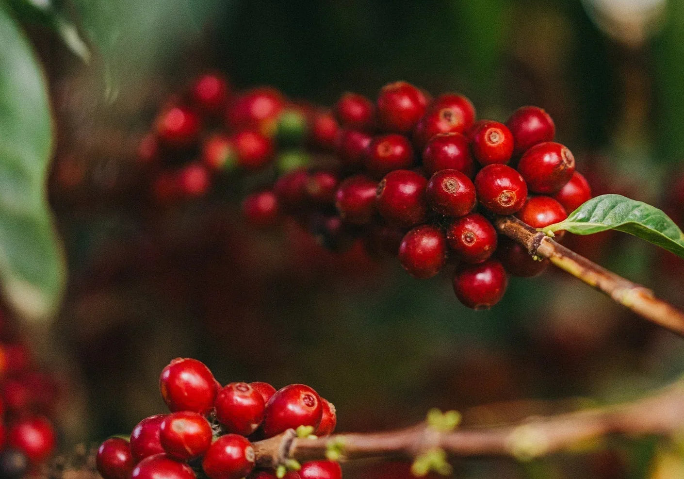 Coffee in a Changing Climate: Protecting the Origin