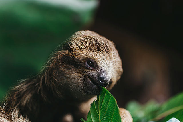 HABITAT BLEND: SUPPORTING SLOTH RESCUE AND RELEASE