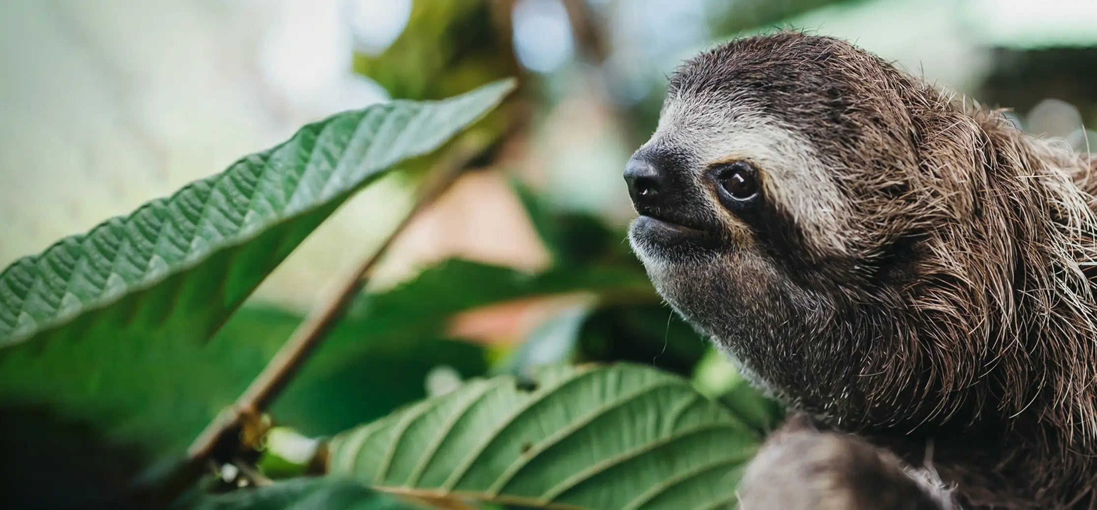 sloth-slider.webp