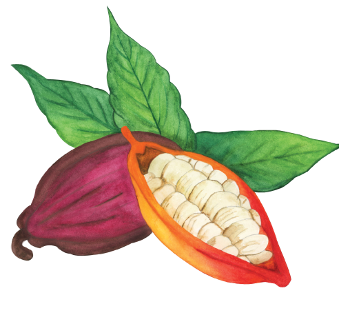 Cacao — superior izquierda
