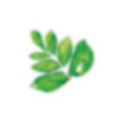 Hoja tropical — superior izquierda